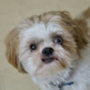 Meet your Posher, Selmer